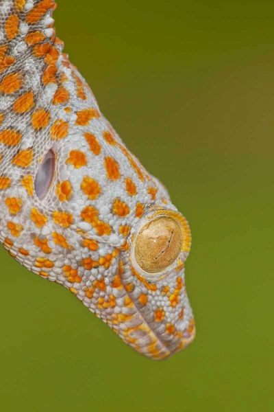North Carolina Close-up of tokay geckos head